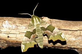 Mimas tiliae / Lindenschwrmer / Nachtfalter - Schwrmer - Sphingidae - Smerinthinae