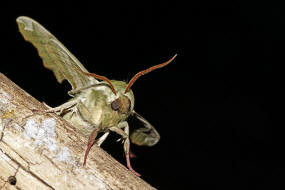 Mimas tiliae / Lindenschwrmer / Nachtfalter - Schwrmer - Sphingidae - Smerinthinae