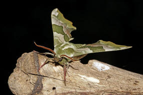 Mimas tiliae / Lindenschwrmer / Nachtfalter - Schwrmer - Sphingidae - Smerinthinae