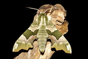 Mimas tiliae / Lindenschwrmer / Nachtfalter - Schwrmer - Sphingidae - Smerinthinae