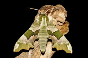 Mimas tiliae / Lindenschwrmer / Nachtfalter - Schwrmer - Sphingidae - Smerinthinae