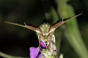 Mimas tiliae / Lindenschwrmer / Nachtfalter - Schwrmer - Sphingidae - Smerinthinae