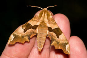 Mimas tiliae / Lindenschwrmer / Nachtfalter - Schwrmer - Sphingidae - Smerinthinae