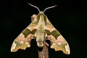 Mimas tiliae / Lindenschwrmer / Nachtfalter - Schwrmer - Sphingidae - Smerinthinae