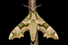 Mimas tiliae / Lindenschwrmer / Nachtfalter - Schwrmer - Sphingidae - Smerinthinae