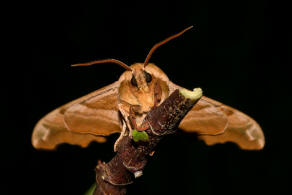 Mimas tiliae / Lindenschwrmer / Nachtfalter - Schwrmer - Sphingidae - Smerinthinae