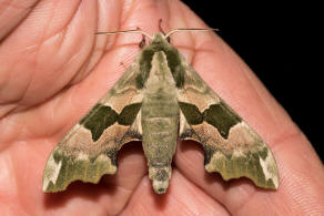 Mimas tiliae / Lindenschwrmer / Nachtfalter - Schwrmer - Sphingidae - Smerinthinae