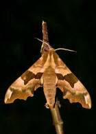 Mimas tiliae / Lindenschwrmer / Nachtfalter - Schwrmer - Sphingidae - Smerinthinae