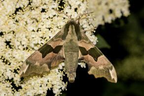 Mimas tiliae / Lindenschwrmer / Nachtfalter - Schwrmer - Sphingidae - Smerinthinae