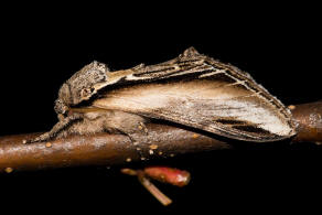 Pheosia tremula / Pappel-Zahnspinner / Nachtfalter - Zahnspinner - Notodontidae - Notodontinae