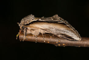 Pheosia tremula / Pappel-Zahnspinner / Nachtfalter - Zahnspinner - Notodontidae - Notodontinae