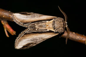 Pheosia tremula / Pappel-Zahnspinner / Nachtfalter - Zahnspinner - Notodontidae - Notodontinae