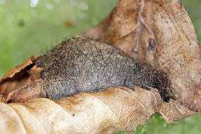 Phragmatobia fuliginosa / Zimtbr (Kokongespinst) / Nachtfalter - Brenspinner - Arctiidae - Arctiinae