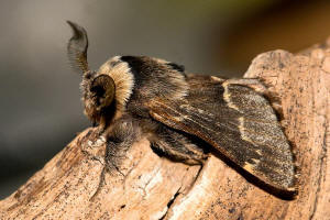 Poecilocampa populi / Kleine Pappelglucke / Nachtfalter - Glucken - Lasiocampidae - Poecilocampinae