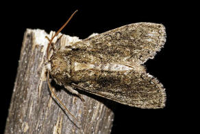 Polyploca ridens / Moosgrner Eulenspinner / Nachtfalter - Sichelflgler - Drepanidae - Eulenspinner - Thyatirinae