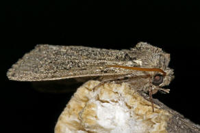 Polyploca ridens / Moosgrner Eulenspinner / Nachtfalter - Sichelflgler - Drepanidae - Eulenspinner - Thyatirinae