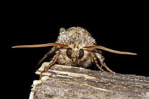 Polyploca ridens / Moosgrner Eulenspinner / Nachtfalter - Sichelflgler - Drepanidae - Eulenspinner - Thyatirinae