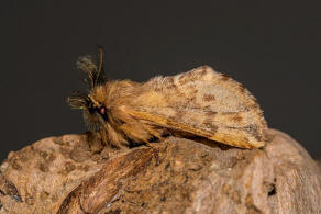 Ptilophora plumigera / Haarschuppen-Zahnspinner / Nachtfalter - Zahnspinner - Notodontidae - Notodontinae