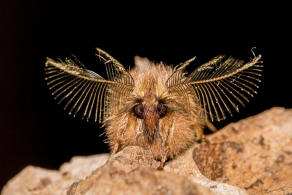 Ptilophora plumigera / Haarschuppen-Zahnspinner / Nachtfalter - Zahnspinner - Notodontidae - Notodontinae