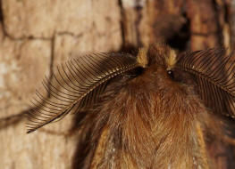 Ptilophora plumigera / Haarschuppen-Zahnspinner / Nachtfalter - Zahnspinner - Notodontidae - Notodontinae