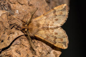 Ptilophora plumigera / Haarschuppen-Zahnspinner / Nachtfalter - Zahnspinner - Notodontidae - Notodontinae