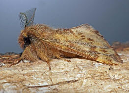 Ptilophora plumigera / Haarschuppen-Zahnspinner / Nachtfalter - Zahnspinner - Notodontidae - Notodontinae