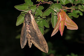 Grenvergleich Sphinx ligustri / Ligusterschwrmer vs. Mittlerer Weinschwrmer / Deilephila elpenor