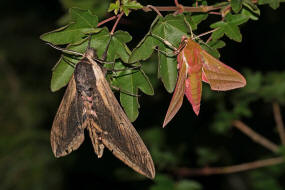 Grenvergleich Sphinx ligustri / Ligusterschwrmer vs. Mittlerer Weinschwrmer / Deilephila elpenor