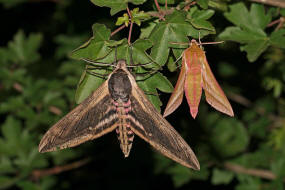 Grenvergleich Sphinx ligustri / Ligusterschwrmer vs. Mittlerer Weinschwrmer / Deilephila elpenor