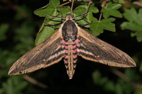 Sphinx ligustri / Ligusterschwrmer / Nachtfalter - Schwrmer - Sphingidae - Sphinginae