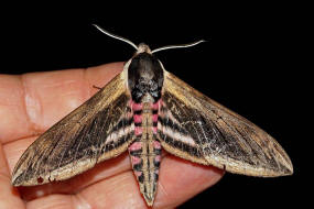 Sphinx ligustri / Ligusterschwrmer / Nachtfalter - Schwrmer - Sphingidae - Sphinginae