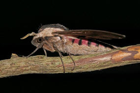 Sphinx ligustri / Ligusterschwrmer / Nachtfalter - Schwrmer - Sphingidae - Sphinginae