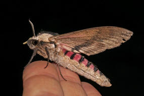 Sphinx ligustri / Ligusterschwrmer / Nachtfalter - Schwrmer - Sphingidae - Sphinginae