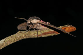 Sphinx ligustri / Ligusterschwrmer / Nachtfalter - Schwrmer - Sphingidae - Sphinginae