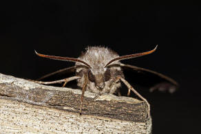 Sphinx pinastri (syn. Hyloicus pinastri) / Kiefernschwrmer / Nachtfalter - Schwrmer - Sphingidae - Sphinginae