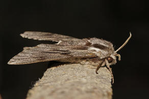 Sphinx pinastri (syn. Hyloicus pinastri) / Kiefernschwrmer / Nachtfalter - Schwrmer - Sphingidae - Sphinginae