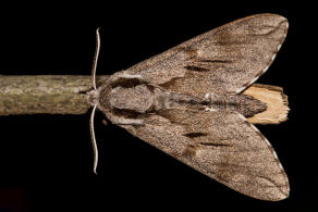 Sphinx pinastri (syn. Hyloicus pinastri) / Kiefernschwrmer / Nachtfalter - Schwrmer - Sphingidae - Sphinginae