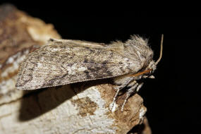 Tethea or / Pappel-Eulenspinner / Nachtfalter - Sichelflgler - Drepanidae - Thyatirinae