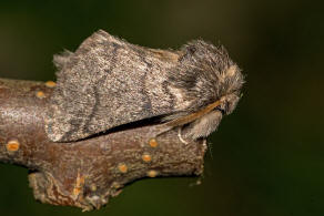 Thaumetopoea processionea / Eichenprozessionsspinner / Nachtfalter - Zahnspinner - Notodontidae - Thaumetopoeinae