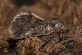 Thaumetopoea processionea / Eichenprozessionsspinner / Nachtfalter - Zahnspinner - Notodontidae - Thaumetopoeinae