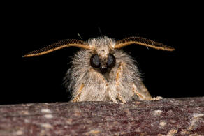 Thaumetopoea processionea / Eichenprozessionsspinner / Nachtfalter - Zahnspinner - Notodontidae - Thaumetopoeinae