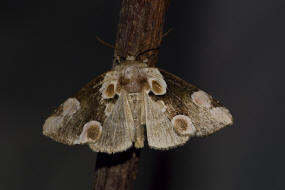 Thyatira batis / Roseneule / Nachtfalter - Sichelflgler - Drepanidae - Eulenspinner - Thyatirinae