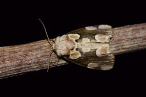 Thyatira batis / Roseneule / Nachtfalter - Sichelflgler - Drepanidae - Eulenspinner - Thyatirinae