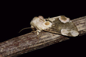 Thyatira batis / Roseneule / Nachtfalter - Sichelflgler - Drepanidae - Eulenspinner - Thyatirinae