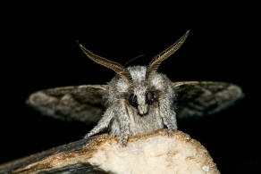 Trichiura crataegi / Weidornspinner / Nachtfalter - Glucken - Lasiocampidae - Poecilocampinae