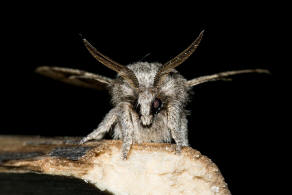 Trichiura crataegi / Weidornspinner / Nachtfalter - Glucken - Lasiocampidae - Poecilocampinae