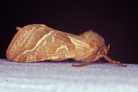 Triodia sylvina / Ampfer-Wurzelbohrer / Nachtfalter - Wurzelbohrer - Hepialidae