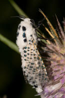 Zeuzera pyrina / Blausieb / Nachtfalter - Holzbohrer - Cossidae - Zeuzerinae