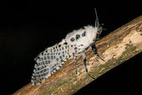 Zeuzera pyrina / Blausieb / Nachtfalter - Holzbohrer - Cossidae - Zeuzerinae