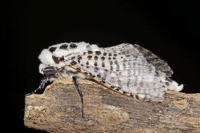 Zeuzera pyrina / Blausieb / Nachtfalter - Holzbohrer - Cossidae - Zeuzerinae